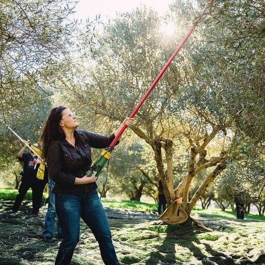 2025 Naturel Soğuk Sıkım Olgun Hasat Premium Zeytinyağı 1 Lt. Cam Şişe